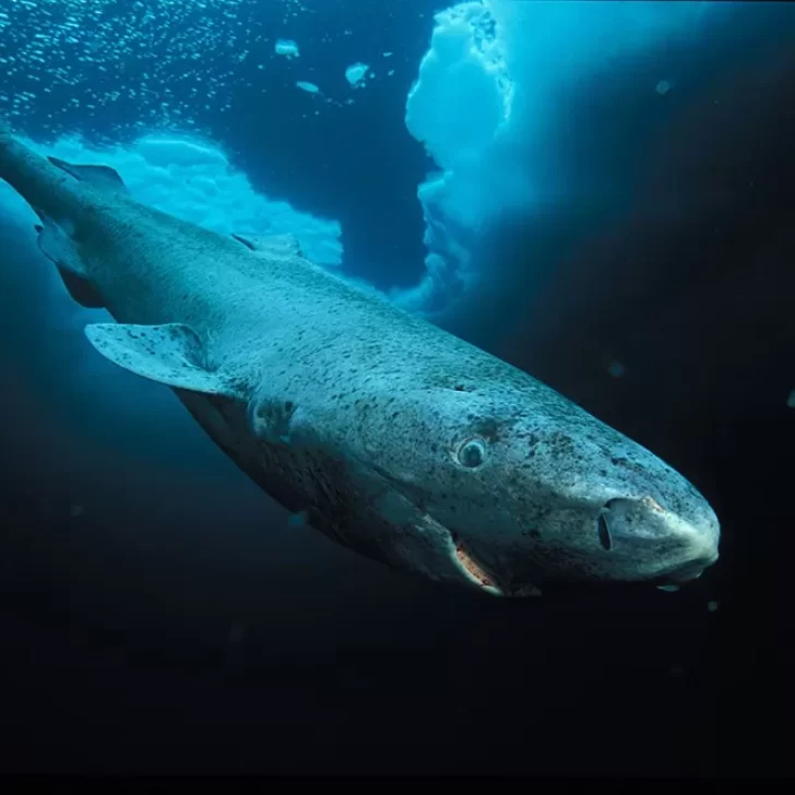 Un tiburón de Groenlandia podría ser el animal más viejo del mundo con 515 años Un tiburón de Groenlandia podría ser el animal más viejo del mundo con 515 años