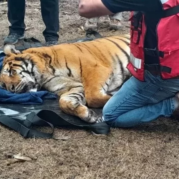 Rescatan a dos tigres de bengala y los trasladarán hacia un santuario en Jordania Rescatan a dos tigres de bengala y los trasladarán hacia un santuario en Jordania