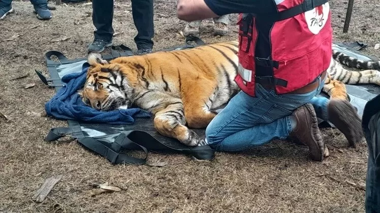 Rescatan a dos tigres de bengala y los trasladarán hacia un santuario en Jordania Rescatan a dos tigres de bengala y los trasladarán hacia un santuario en Jordania