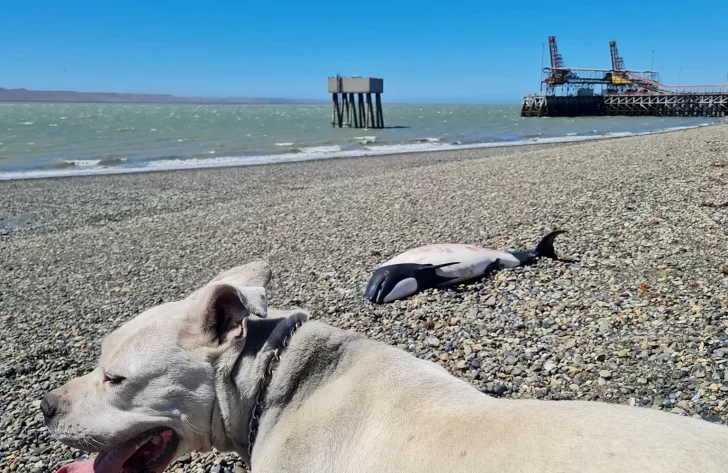¿De qué murió la tonina overa que apareció en la costanera de Río Gallegos?