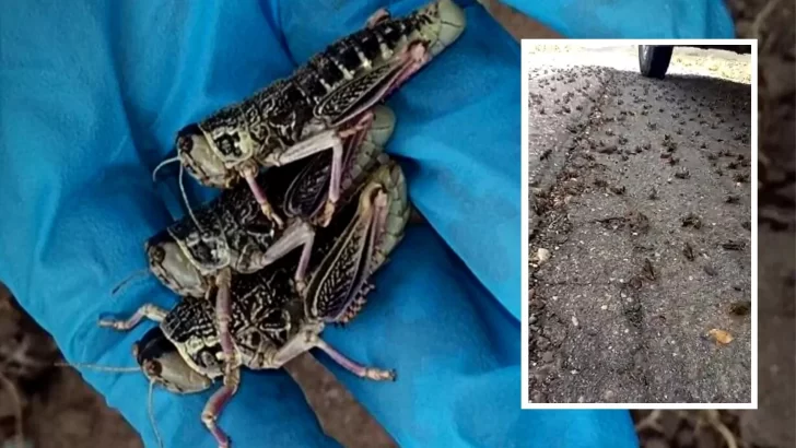 Video. Impresionante plaga de tucura sapo afecta a las provincias de Chubut y Río Negro
