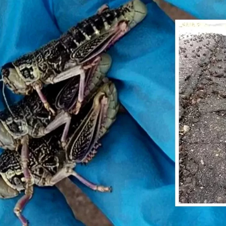 Video. Impresionante plaga de tucura sapo afecta a las provincias de Chubut y Río Negro