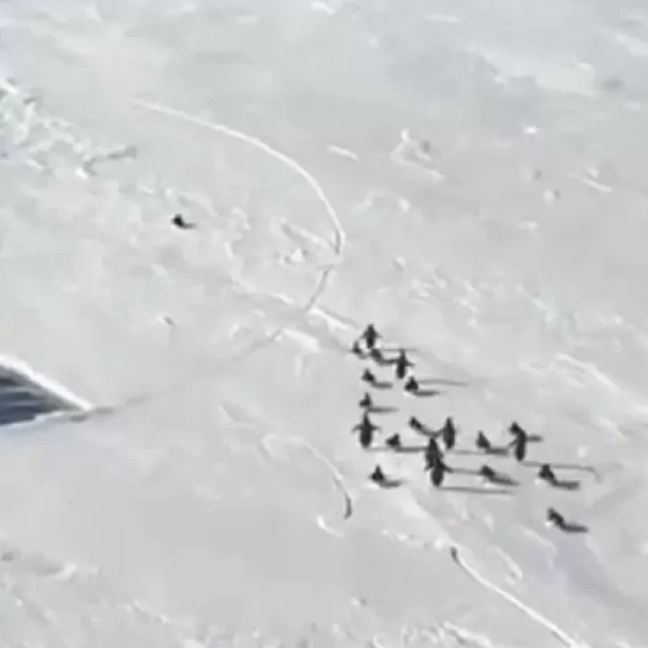 Video. Un pingüino intenta no caer al agua cuando se rompe el hielo y se vuelve viral Video. Un pingüino intenta no caer al agua cuando se rompe el hielo y se vuelve viral