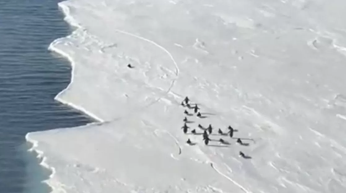 Video. Un pingüino intenta no caer al agua cuando se rompe el hielo y se vuelve viral Video. Un pingüino intenta no caer al agua cuando se rompe el hielo y se vuelve viral