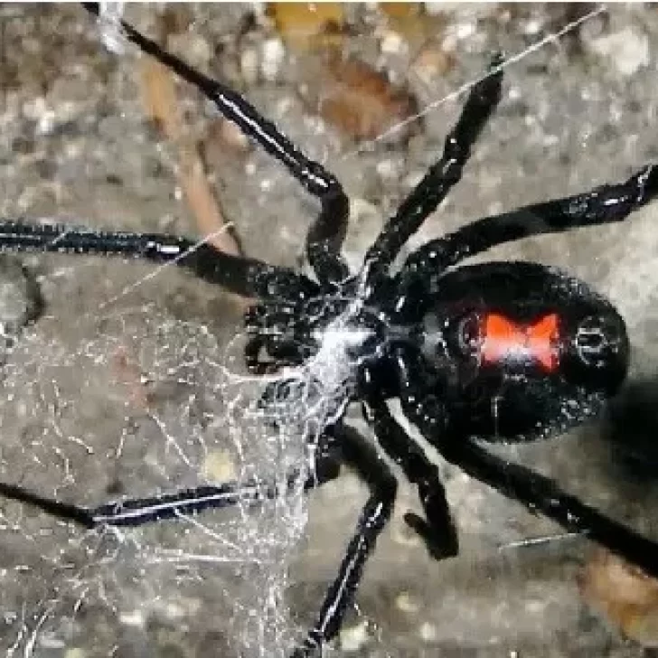 Cómo identificar una araña viuda negra