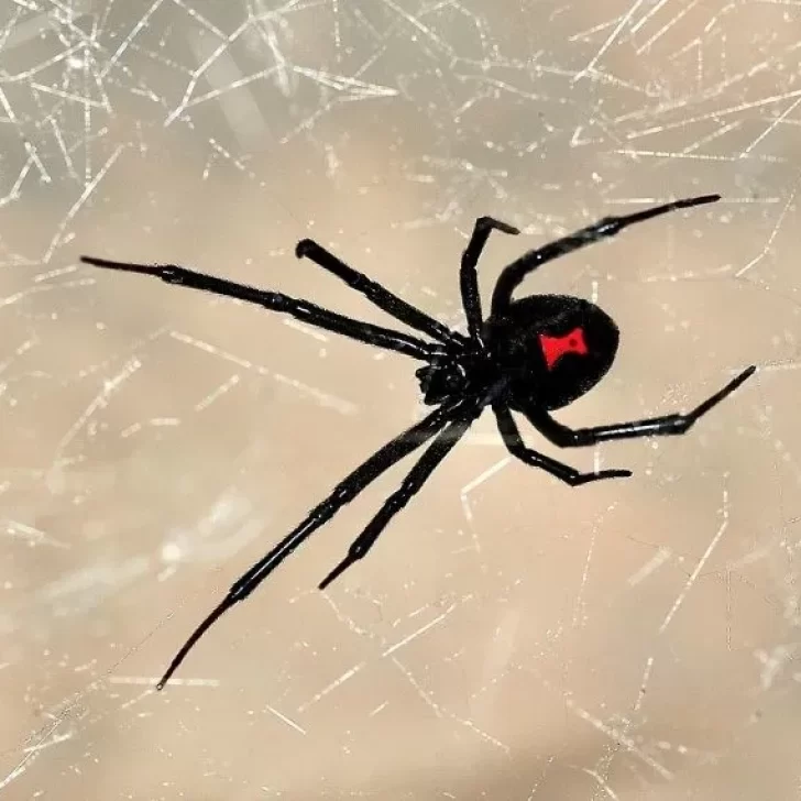 Un niño de 8 años está terapia intensiva tras hacerse picar por una araña para ser como “Spiderman”