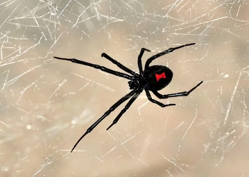 Un niño de 8 años está terapia intensiva tras hacerse picar por una araña para ser como “Spiderman”