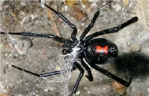 Cómo identificar una araña viuda negra
