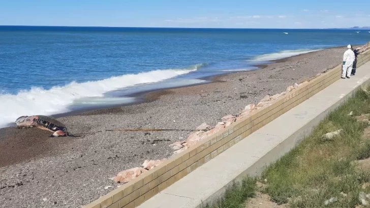 Así retiraron a la ballena muerta en la costanera de Caleta Olivia 