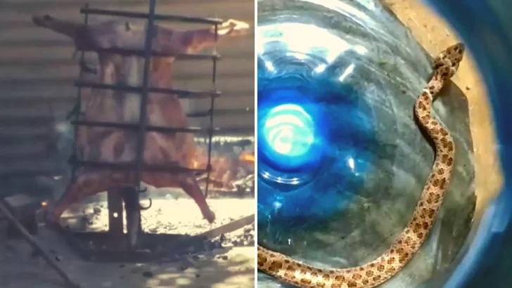 Hacía el asado de Año Nuevo y encontró una serpiente venenosa: ésta fue su reacción