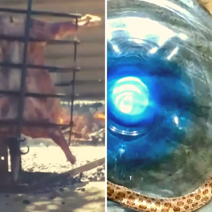 Hacía el asado de Año Nuevo y encontró una serpiente venenosa: ésta fue su reacción