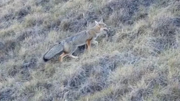 Video. Apareció un “zorrito” gris y sorprendió a la gente en las escaleras de la virgen de Güer Aike