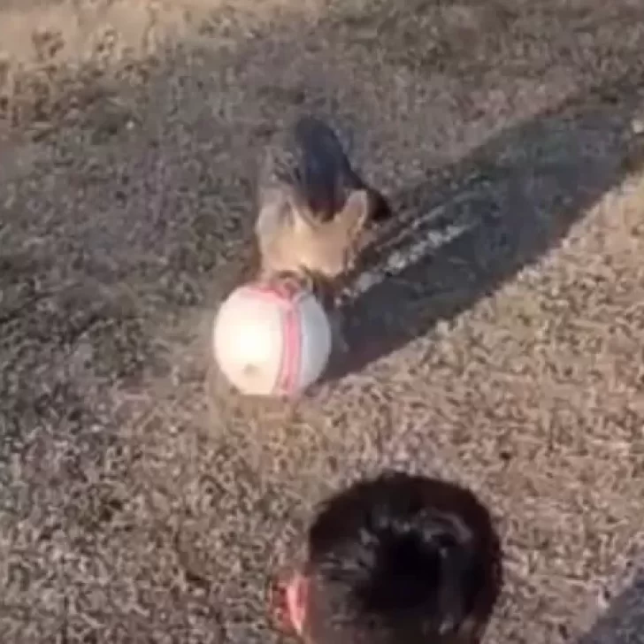 Un zorro gris se sumó a los entrenamientos infantiles en Mendoza