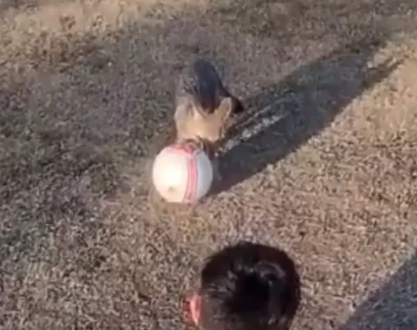Un zorro gris se sumó a los entrenamientos infantiles en Mendoza