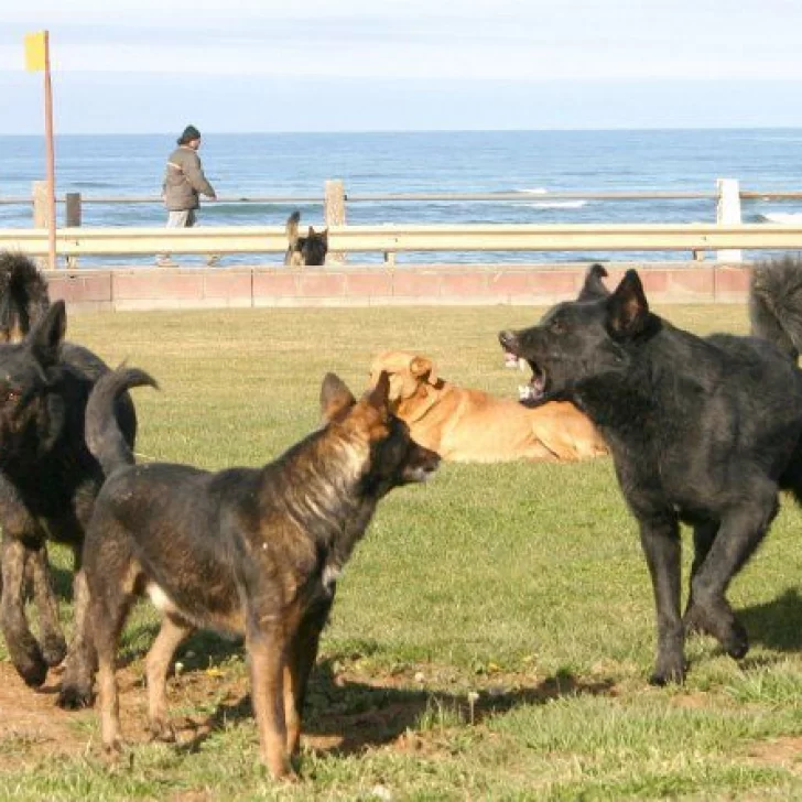 Venderán pizzas para seguir ayudando a los amigos de 4 patas