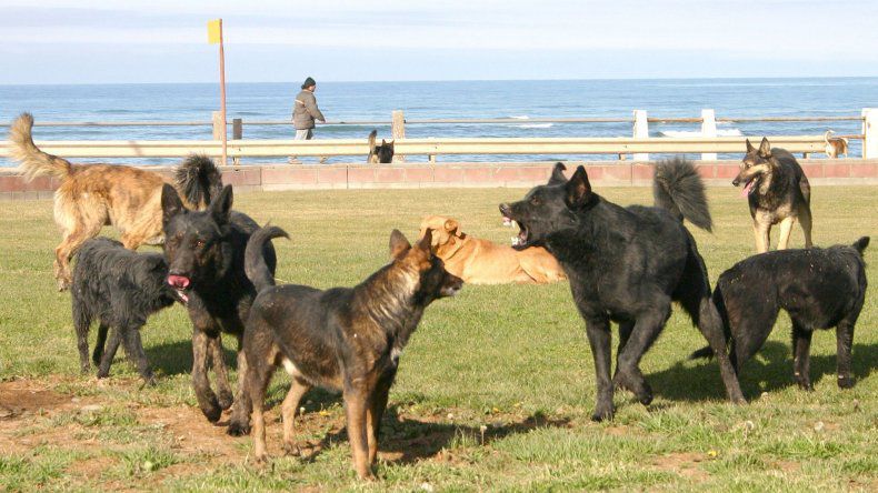 Venderán pizzas para seguir ayudando a los amigos de 4 patas