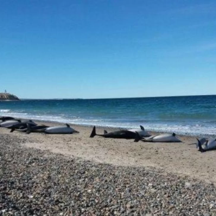 Aparecieron decenas de delfines muertos cerca de Puerto Madryn