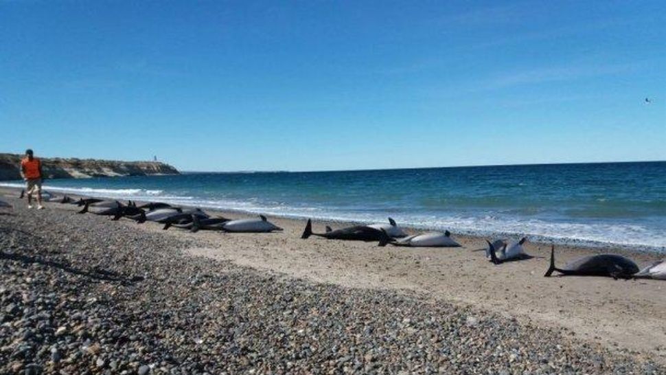 Aparecieron decenas de delfines muertos cerca de Puerto Madryn