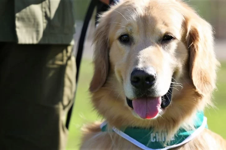 Chile utiliza perros para detectar personas con COVID-19