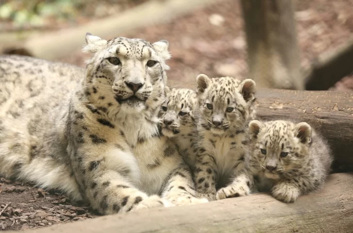 Día internacional del leopardo de las nieves