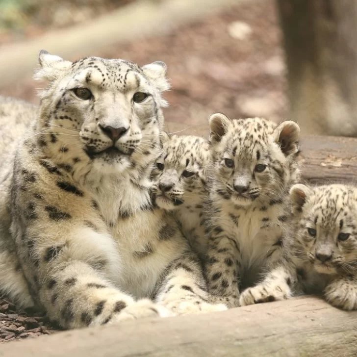 Día internacional del leopardo de las nieves