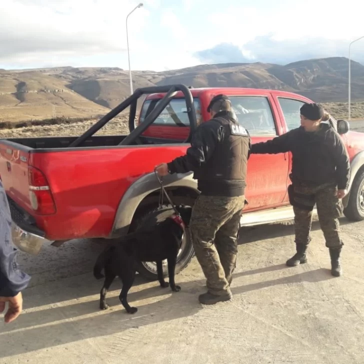 Fiesta del Lago: pareja chilena fue demorada con marihuana en el ingreso a El Calafate