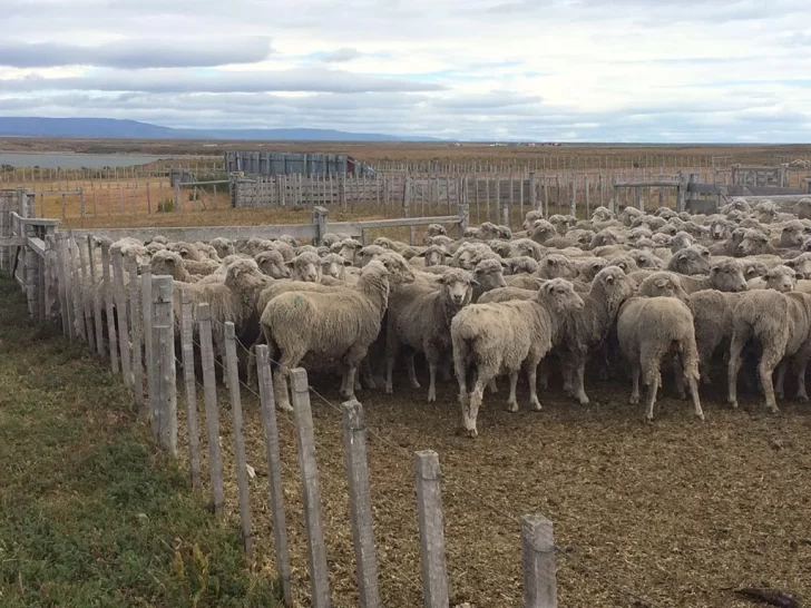 Asociación Rural organiza la XIX Feria ganadera ovina