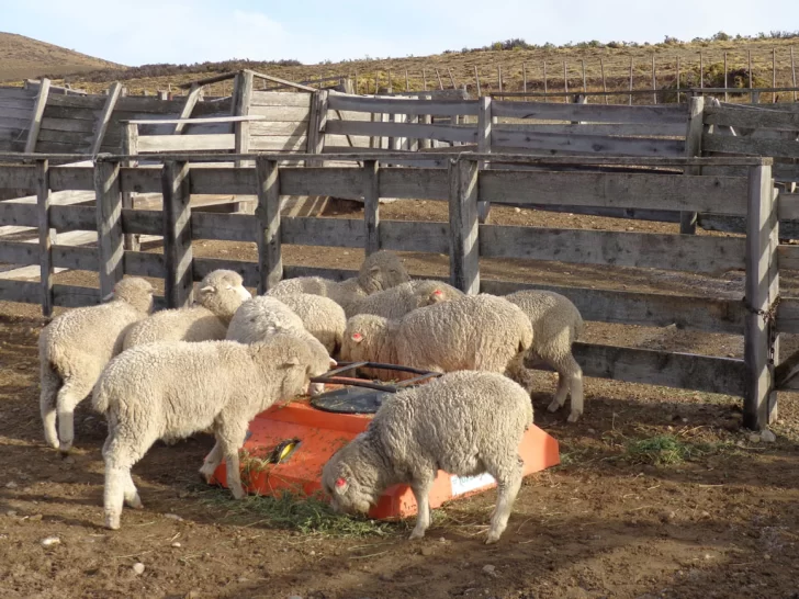 Los aportes del INTA para la producción e  intensificación de la ganadería en Santa Cruz