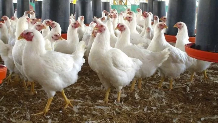 Variante de la gripe aviar pone en alerta al Reino Unido y el resto de Europa