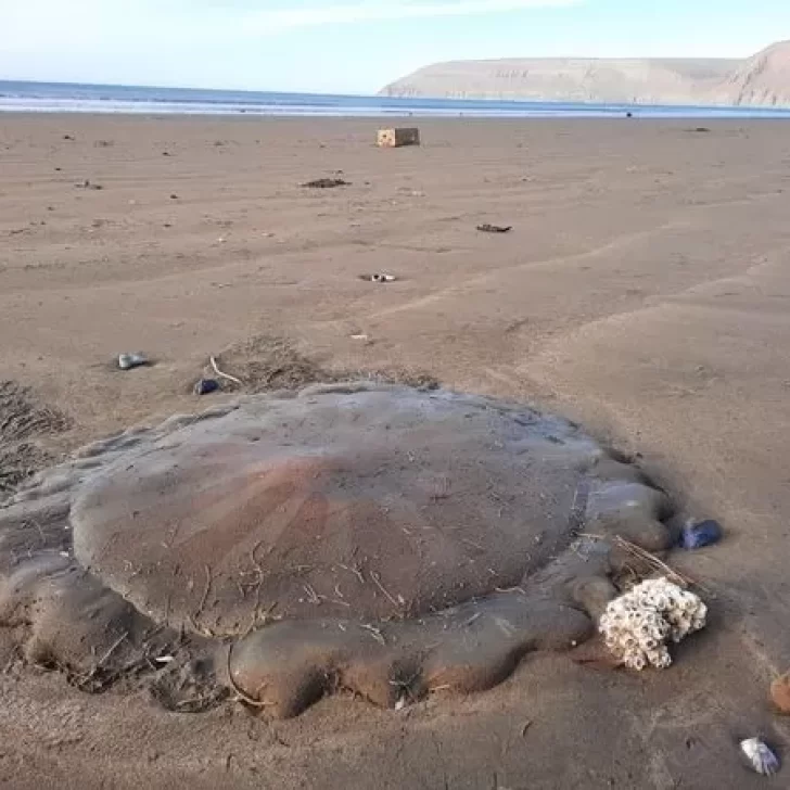 Una medusa gigante sorprendió en la costa de Chubut Luego del temporal de viento u