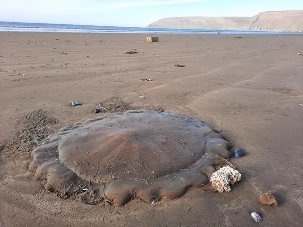 Una medusa gigante sorprendió en la costa de Chubut Luego del temporal de viento u