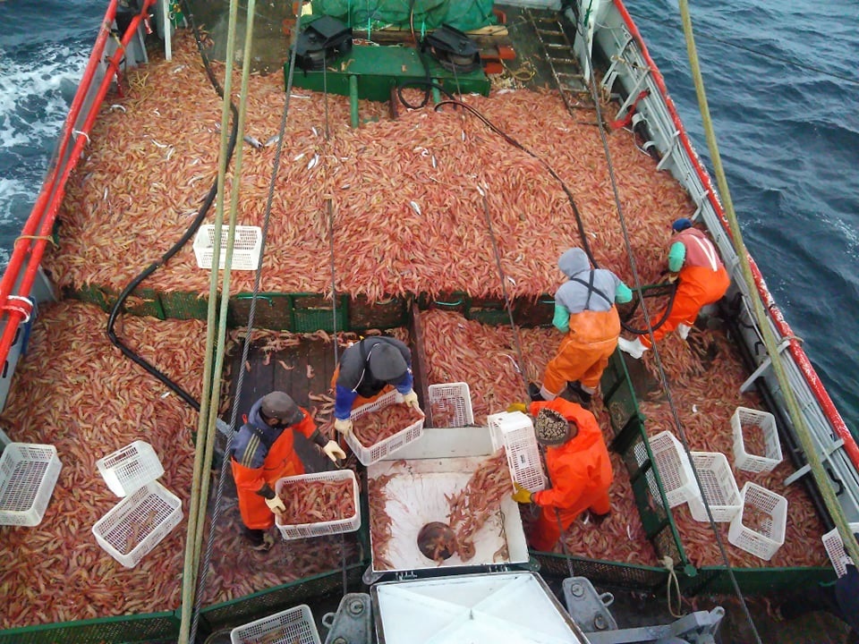  Preocupación por la situación de la pesca de langostino.
