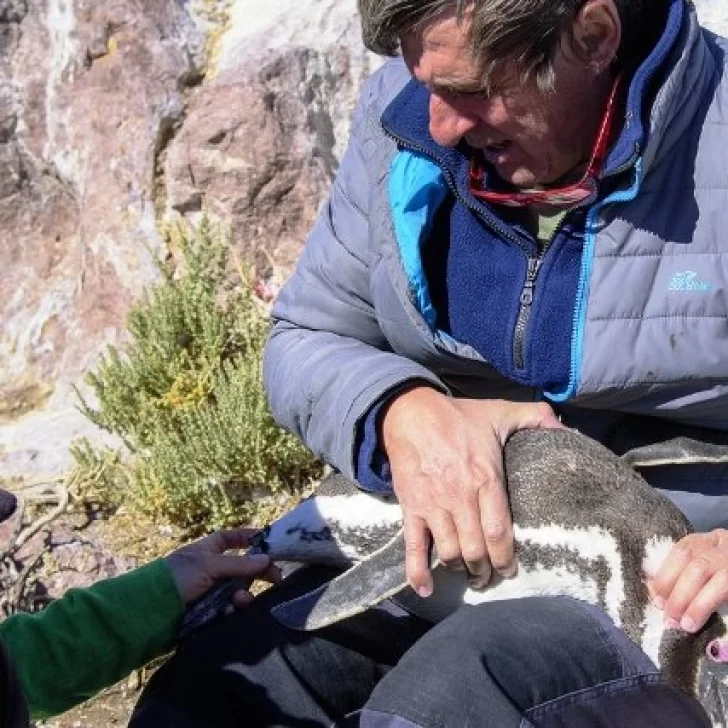 Centinela de pingüinos: la pasión por proteger un ave amenazada en el sur