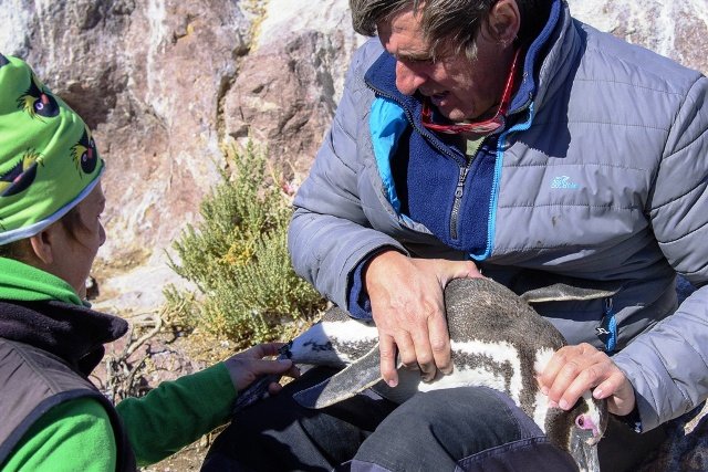 Centinela de pingüinos: la pasión por proteger un ave amenazada en el sur