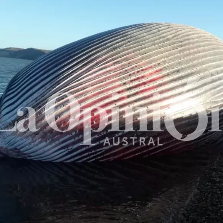 Imágenes exclusivas de la ballena encontrada muerta en Punta Loyola Imágenes exclusivas de la ballena encontrada muerta en Punta Loyola