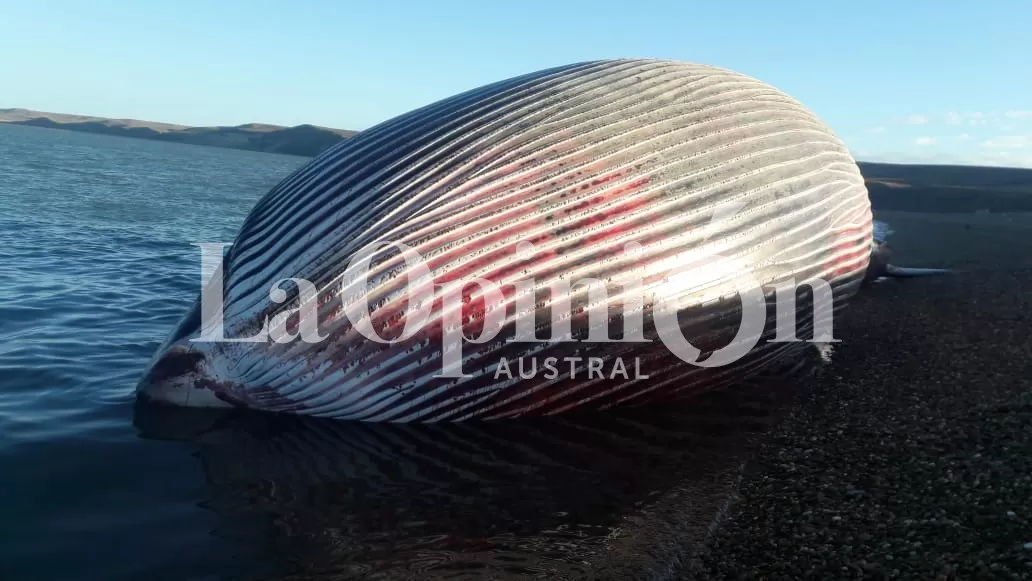 Imágenes exclusivas de la ballena encontrada muerta en Punta Loyola Imágenes exclusivas de la ballena encontrada muerta en Punta Loyola