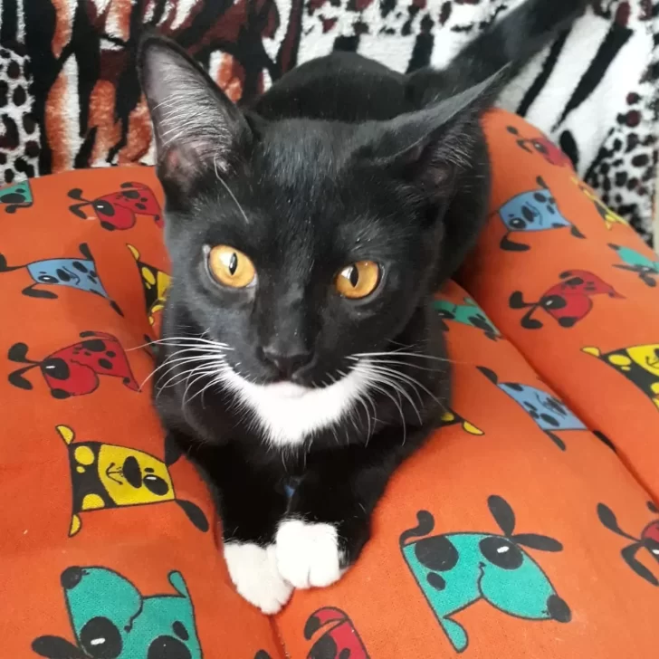 Llevó a castrar a su gata a Control Animal y denuncia que se la mataron