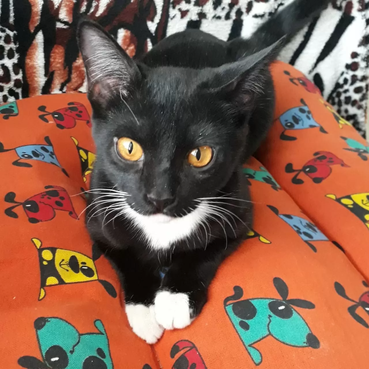 Llevó a castrar a su gata a Control Animal y denuncia que se la mataron