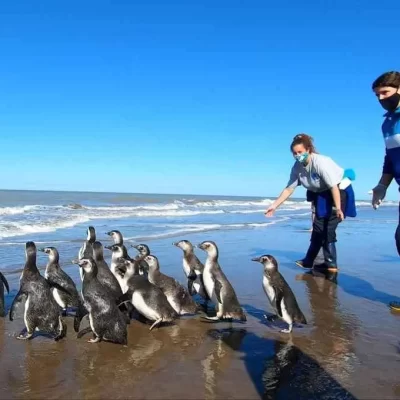 Video. Así regresan al mar los 14 pingüinos magallánicos rescatados en San Clemente