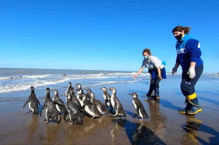 Video. Así regresan al mar los 14 pingüinos magallánicos rescatados en San Clemente