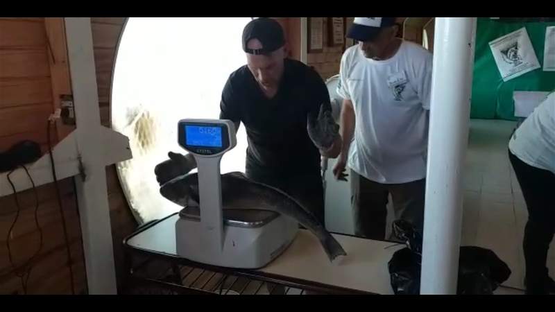 Fiesta Nacional del Róbalo: Pescadores coparon la costa Fiesta Nacional del Róbalo: Pescadores coparon la costa