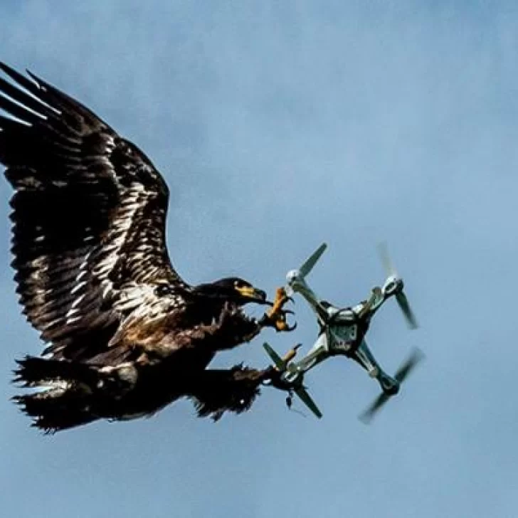 La pelea menos pensada: un águila atacó a un dron y lo terminó hundiendo en un lago