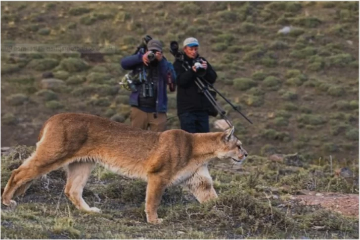 El Ecoturismo basado en la observación de grandes carnívoros crece en todo el mundo. La Patagonia está llamada a convertirse en un destino de gran relevancia
