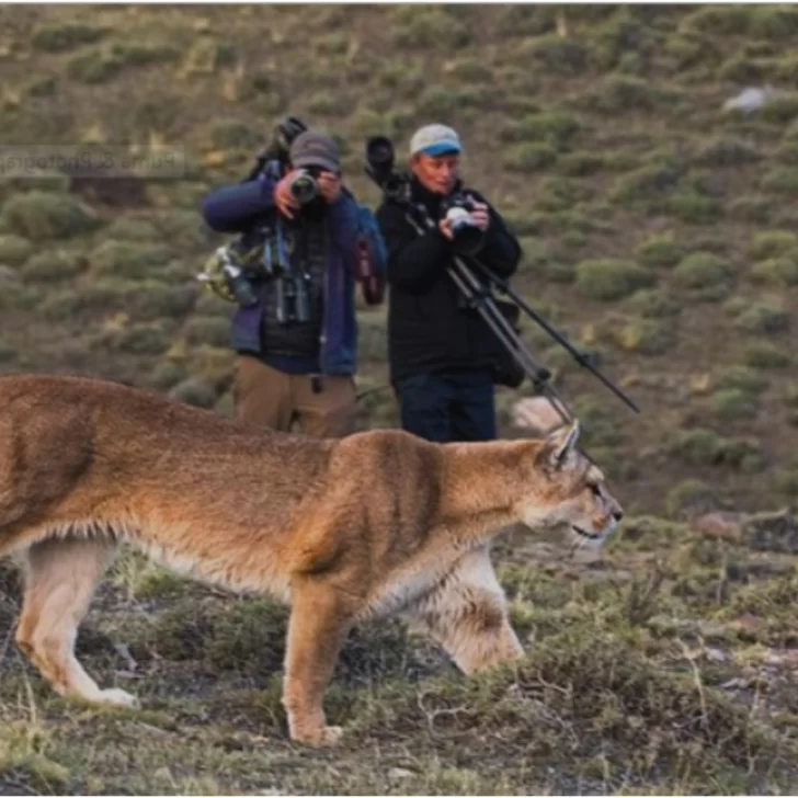 El Ecoturismo basado en la observación de grandes carnívoros crece en todo el mundo. La Patagonia está llamada a convertirse en un destino de gran relevancia