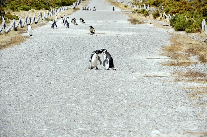 Fotogalería. La Pingüinera abrió y ya se pueden disfrutar los atractivos naturales