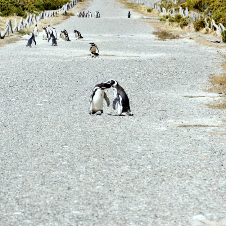 Fotogalería. La Pingüinera abrió y ya se pueden disfrutar los atractivos naturales