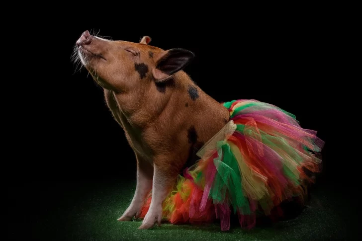 Cerdos mini pig, la nueva tendencia en adopción de mascotas exóticas