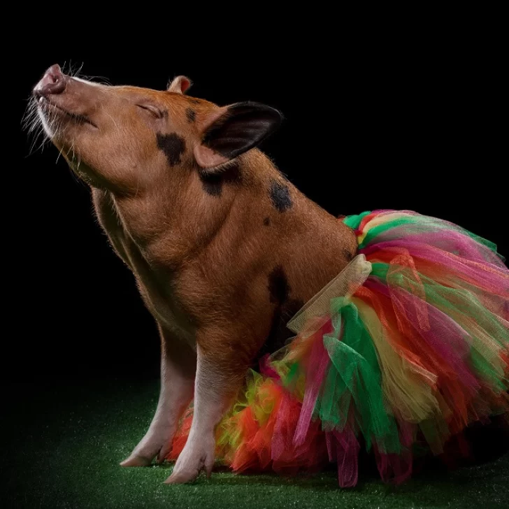 Cerdos mini pig, la nueva tendencia en adopción de mascotas exóticas