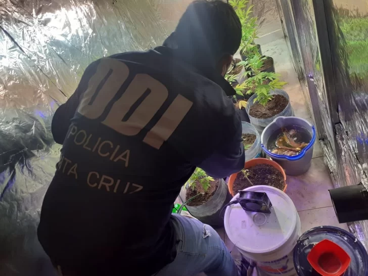 El Calafate: encuentran elementos robados y cultivo de cannabis