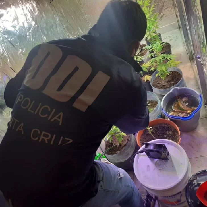 El Calafate: encuentran elementos robados y cultivo de cannabis
